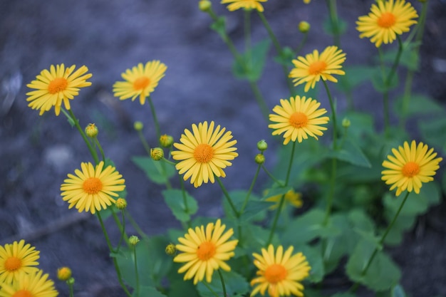 Veel grote gele bloemen close-up achtergrond