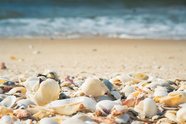 Veel grote schelpen close-up strand zand zee water rand schuim Warme toon natuur achtergrond frisse zondag dag