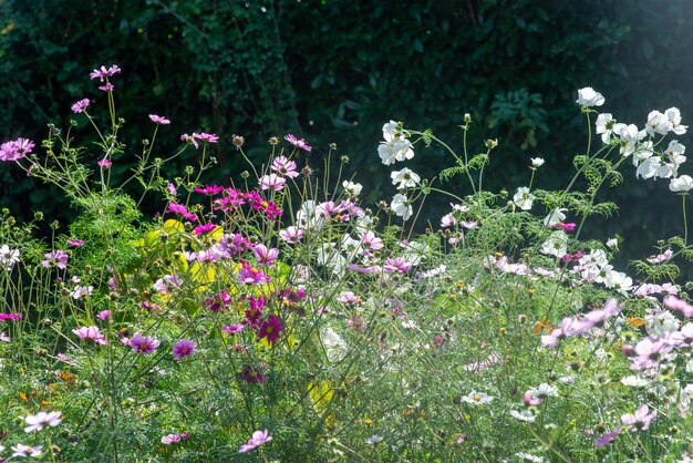 Veel herfst wilde bloemen achtergrond