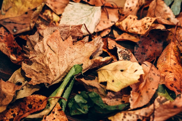 Veel herfstbladeren close-up bureaubladachtergrond Geel groen oranje en bruine bladeren van bomen