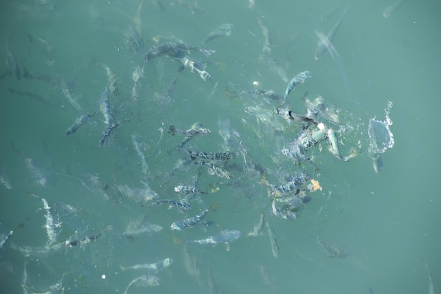 Veel hongerige zeevissen in troebel water. zeedieren vissen spatten