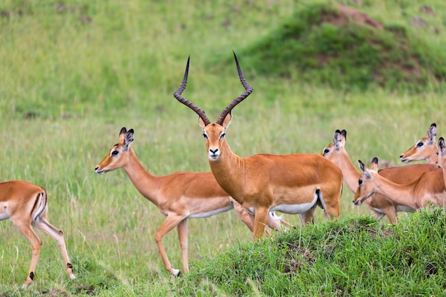 Veel impala-antilopen in het graslandschap van de keniaanse savanne