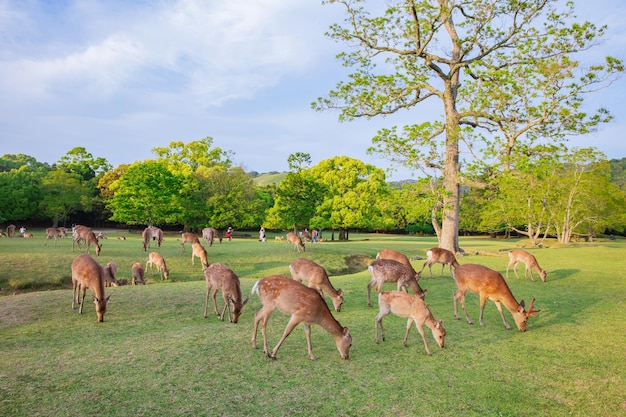 Veel jonge herten in de weide van de natuurlijke omgeving.