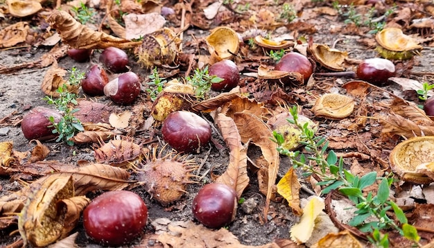 Veel kastanjes vielen van de boom op de grond. Kastanjes op de grond in gebladerte.