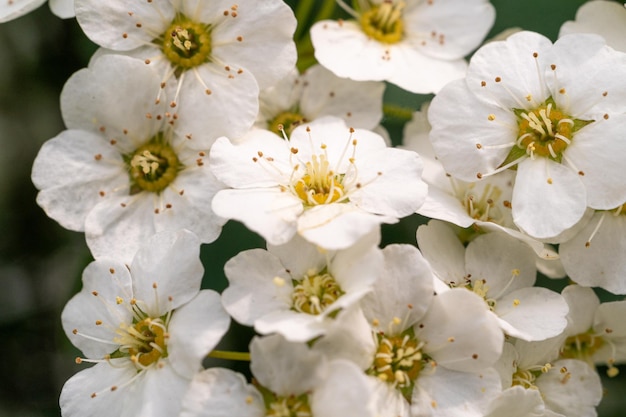 Veel kleine bloemen close-up witte bloem macro foto gedetailleerde bloemen stampers en meeldraden