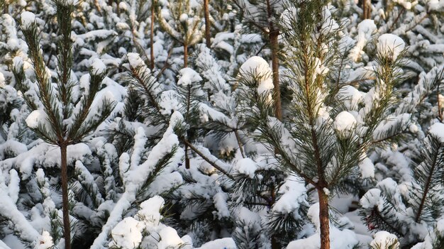 Veel kleine bomen. De takken van de kerstboom zijn bedekt met sneeuw, natuurlijke sparren. Winterse achtergrond.