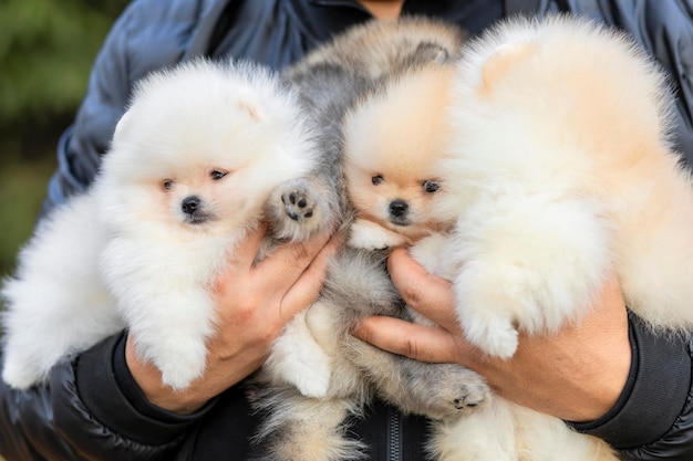 Veel kleine crèmekleurige pomeranian spitz-puppy's op mannelijke handen. adoptie van huisdier. man met familiehond.