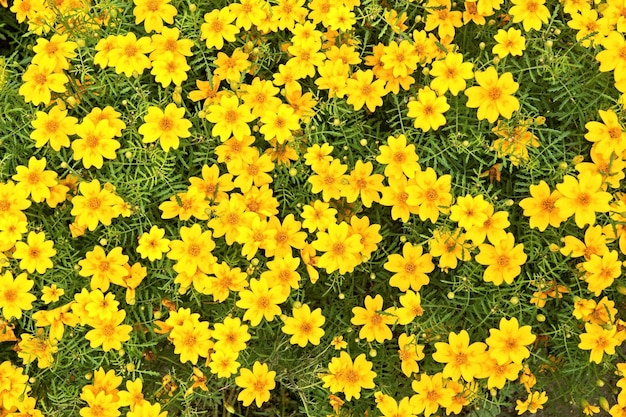 Veel kleine gele bloemen met groene stengels en bladeren