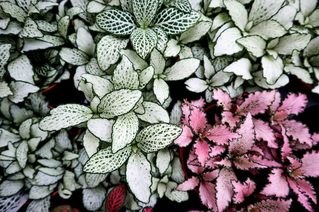 Veel kleine groene en witte blad textuur achtergrond.