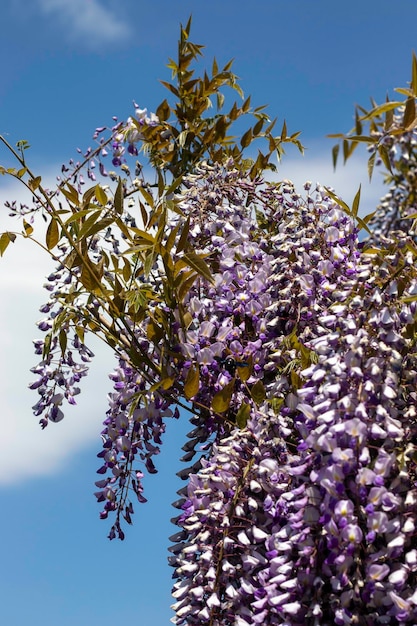 veel kleine paarse bloemen tegen de blauwe lucht