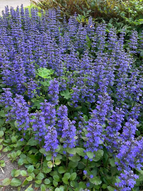 Foto veel kleine paarse bloemen