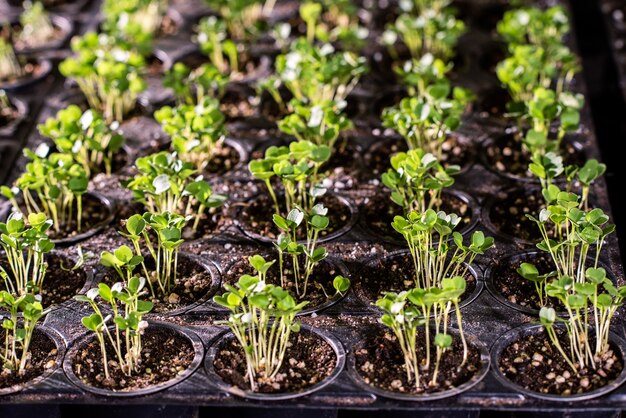 Veel kleine potten met kleine zaailingen van sla of een andere tuinplant in aarde die in kas groeit