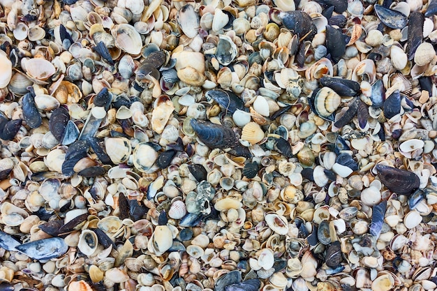 Veel kleine schelpen op het strand, kunnen als achtergrond worden gebruikt