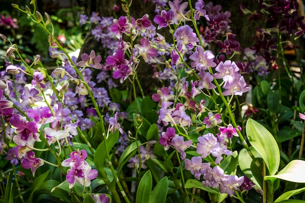 Veel kleur en soort orchideebloem