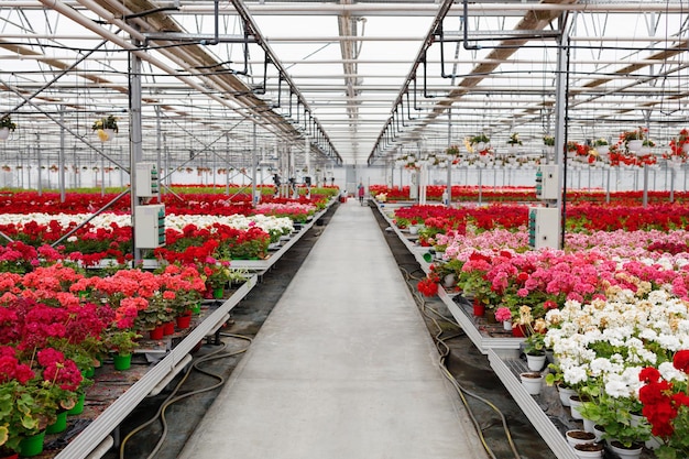 Veel kleurrijke geraniums in een kas voor het kweken van bloemen