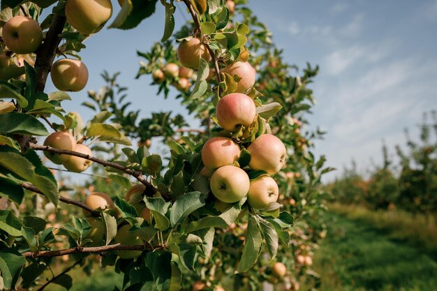 Veel kleurrijke rijpe sappige appels op een tak in de tuin klaar voor oogst in de herfst Appelboomgaard