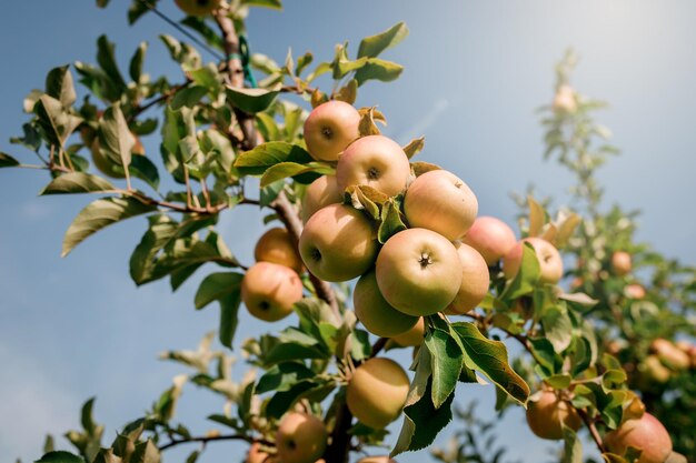 Veel kleurrijke rijpe sappige appels op een tak in de tuin klaar voor oogst in de herfst Appelboomgaard