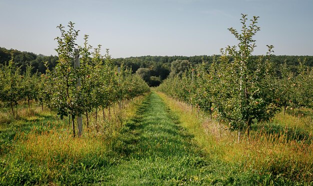 Veel kleurrijke rijpe sappige appels op een tak in de tuin klaar voor oogst in de herfst Appelboomgaard