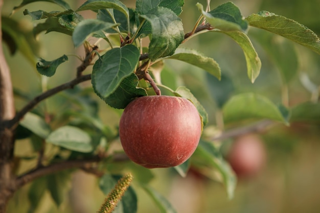 Veel kleurrijke rode, rijpe, sappige appels op een tak in de tuin, klaar voor oogst in de herfst Appelboomgaard