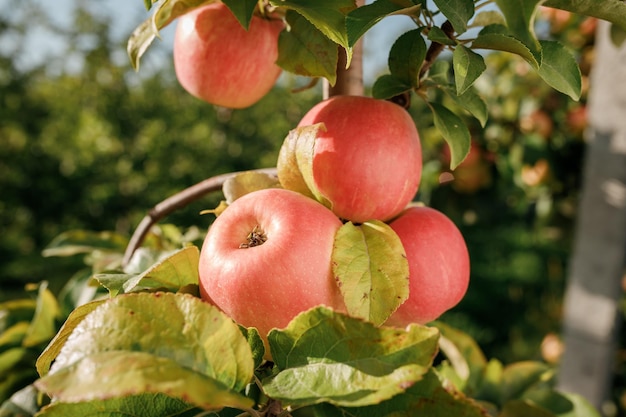 Veel kleurrijke rode, rijpe, sappige appels op een tak in de tuin, klaar voor oogst in de herfst Appelboomgaard