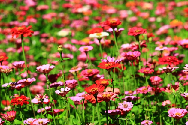 veel kleurrijke Zinnia of Youthandoldage bloemen bloeien in de tuin