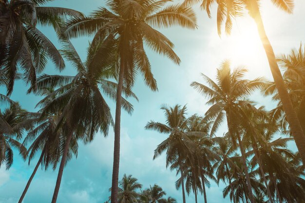 Veel kokospalmen op blauwe lucht met zonneschijn in het zomerseizoen
