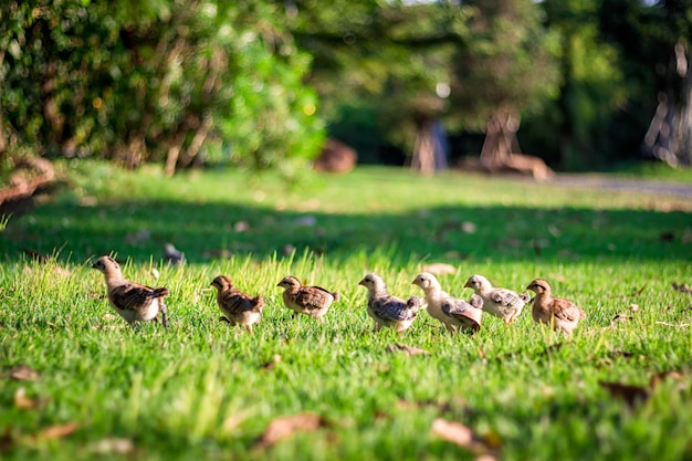 Foto veel kuikens zijn uitgelijnd en lopen op groen gras aan de linkerkant.