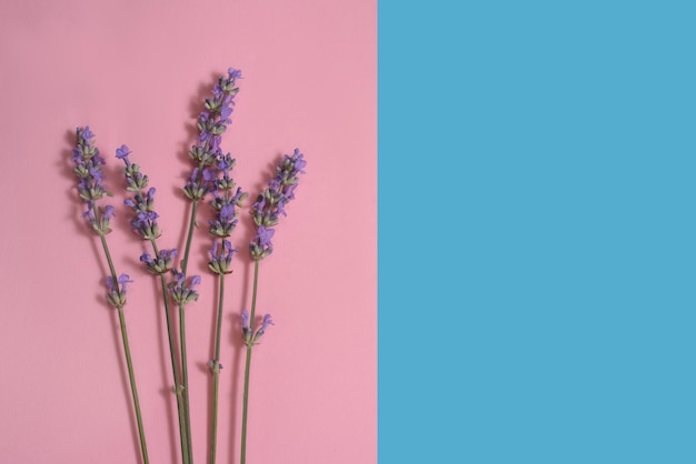 Veel lavendelbloemen op de roze en blauwe achtergrond