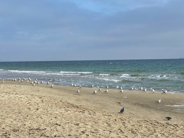 Veel meeuwen genieten van een warme herfstdag op het strand, wandelen op zand