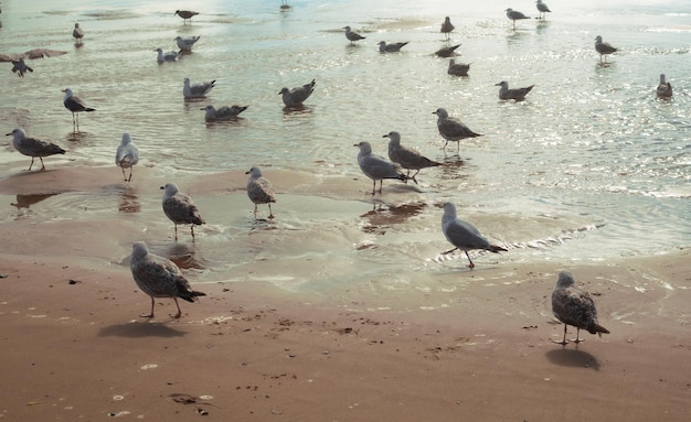 Veel meeuwen lopen op het strand