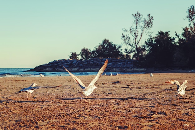 Veel meeuwen op het strand bij het water zee bij zonsondergang zwerm vogels op de kust kustlijn