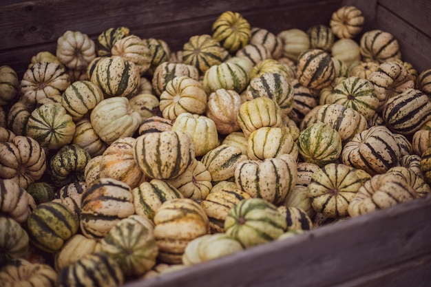 Veel mini-pompoenen op de buitenboerenmarkt