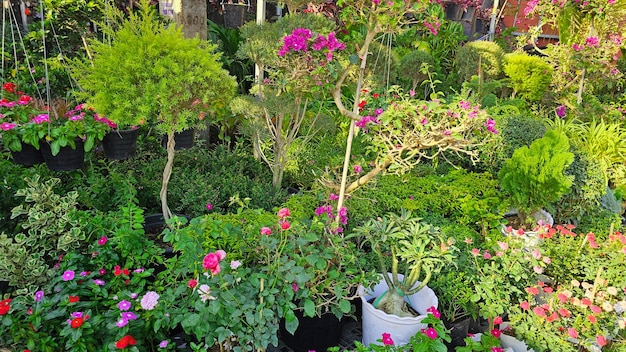 Foto veel mooie bloemen in de tuinbouw winkel sierbloemen