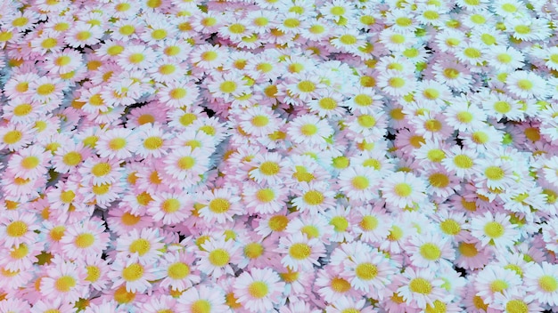 Foto veel mooie madeliefjes bloeien in de zomer een vrolijk landschap close-up