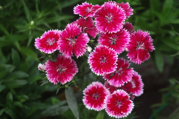 Veel_mooie rode_dianthus bloem