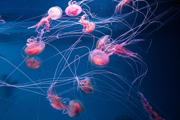 Veel mooie roze kwallen zwemmen in aquarium in blauw water