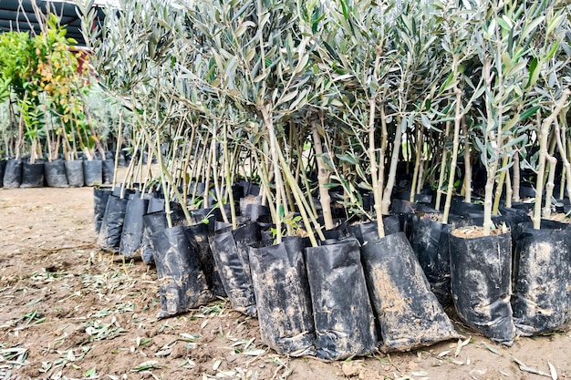 Veel olijfboomzaailingen in plantenkwekerij voorbereid voor verkoop, lagere hoek