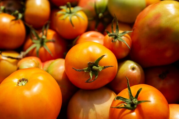 Veel onrijpe oranje tomaten in een doos op een zonnige dag. Detailopname. Nieuwe oogst. Vitaminen en gezonde voeding uit de mond van de natuur.