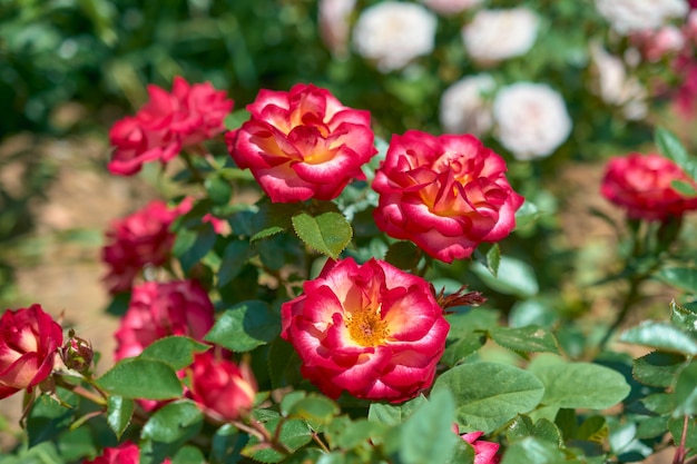 Veel open geelrode rozen in de Botanische Tuin