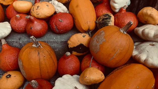 Veel oranje pompoenen voor Halloween