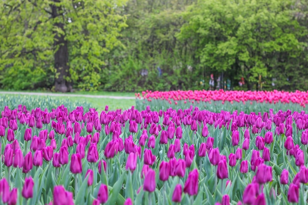 Veel paarse tulpen in het park