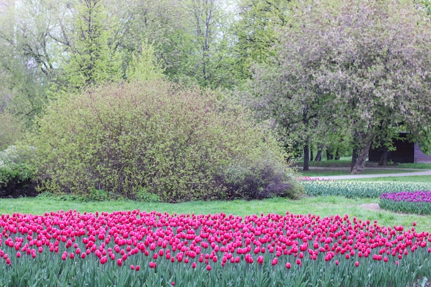 Veel paarse tulpen in het park.