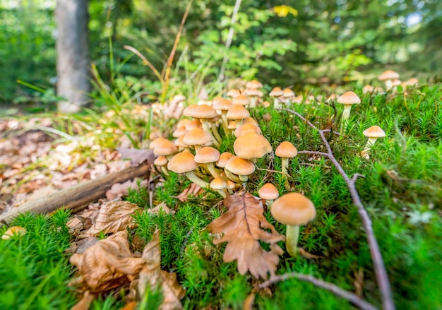 veel paddenstoelen