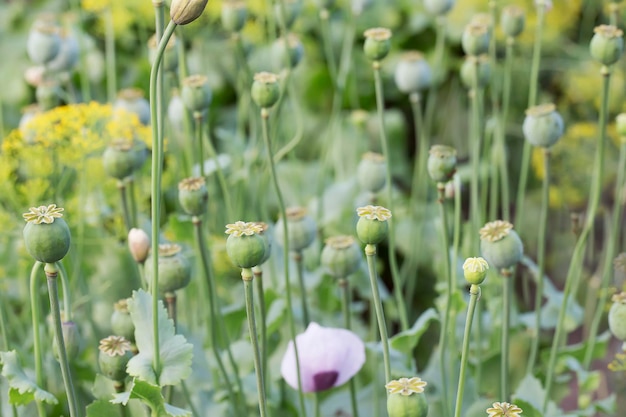 Veel papaver in de tuin papaver in natuurlijke omstandigheden