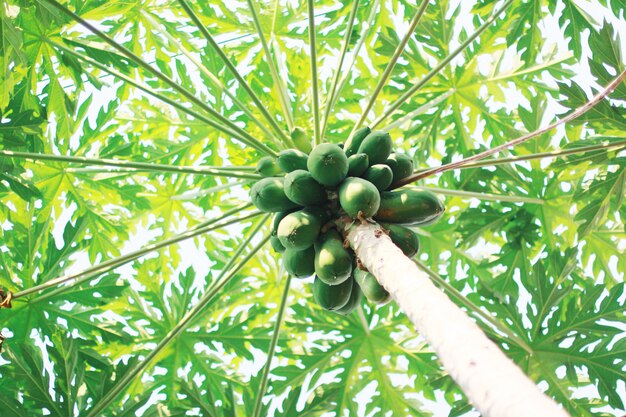 Veel Papaya-vruchten op de papajaboom in tuinlandbouwbedrijf