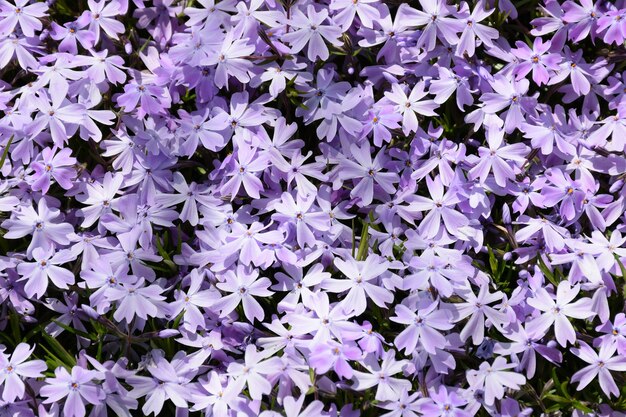 Veel phlox-bloemen in zacht paars over het hele frame