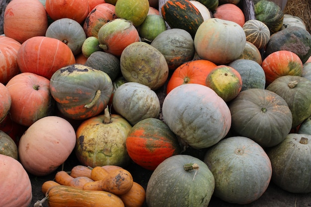 Veel pompoenen in de herfst. De oogst van de boer.