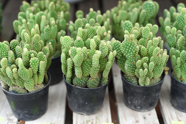 Veel potcactussen van Opuntia microdasys (engelenvleugels, konijnenorencactus, konijnencactus of polka-