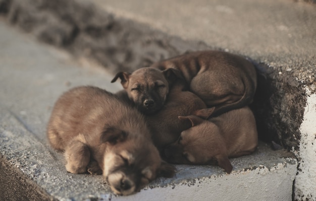 Veel puppy's die gelukkig slapen