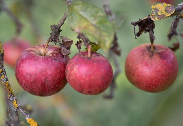 Veel rijpe rode appels op een boomtak